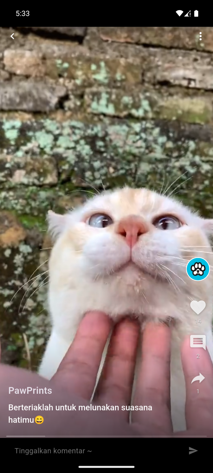 Full-screen video in FOCUS